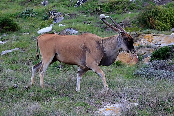 Common eland