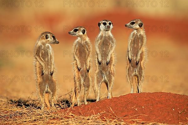 Meerkats
