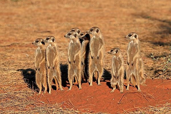 Meerkats