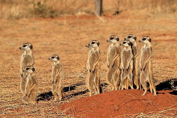 Meerkats