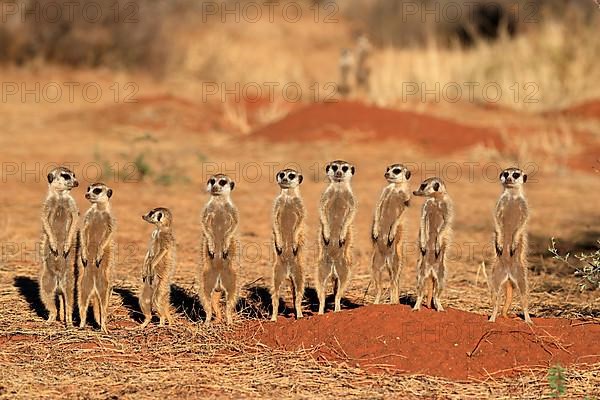 Meerkats