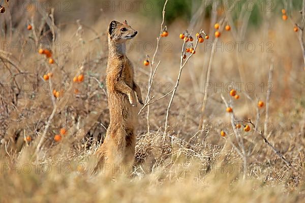 Yellow mongoose