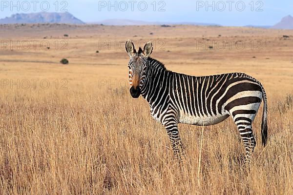 Cape Mountain Zebra