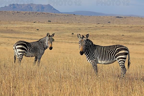 Cape Mountain Zebra