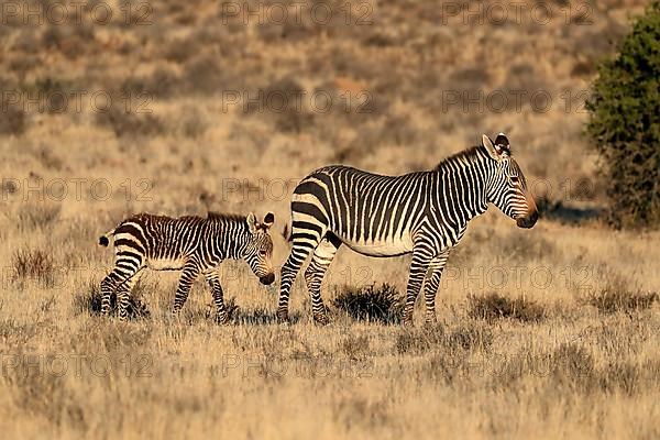 Cape Mountain Zebra