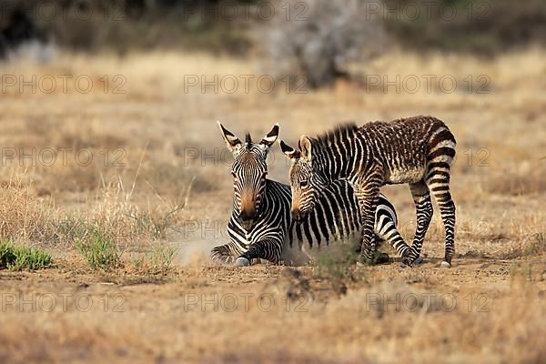 Cape Mountain Zebra