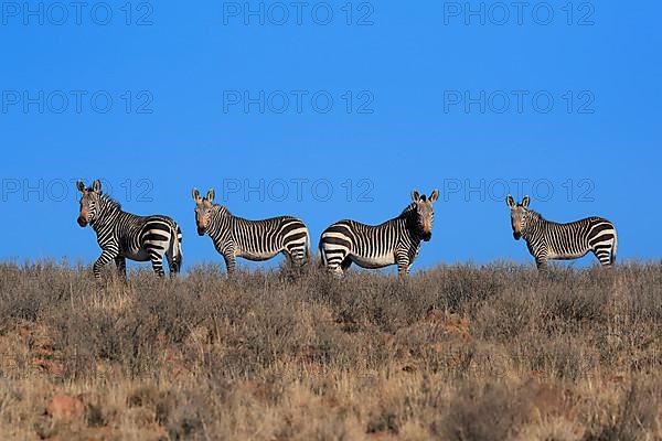 Cape Mountain Zebra