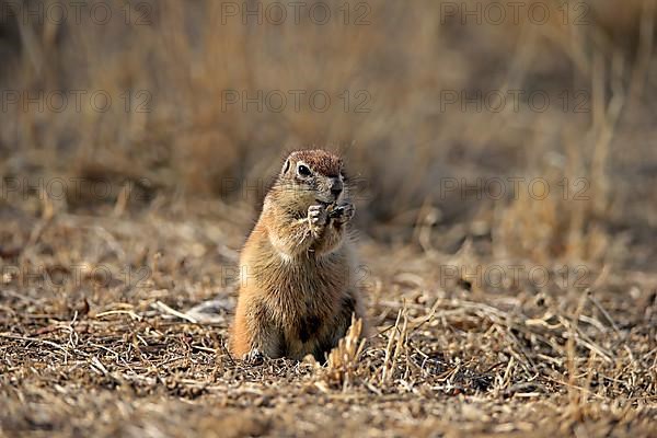 Cape ground squirrel