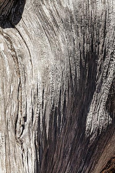 Weathered silver-grey tree bark with structures