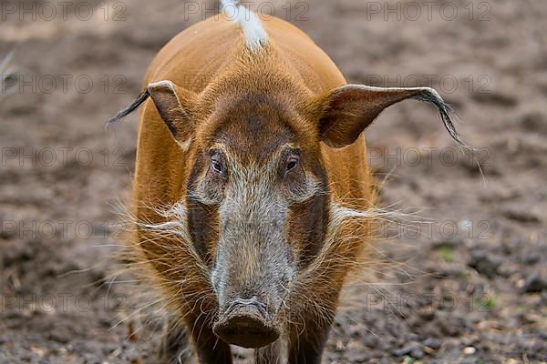 Brush-eared pig