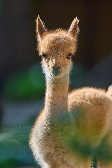 Vicuna