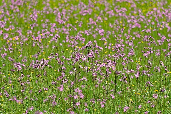 Mountain meadow with wildflowers