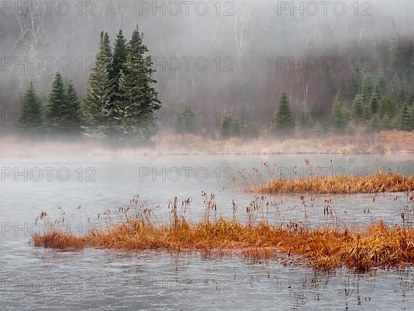 Lake and vegetation with morning mist