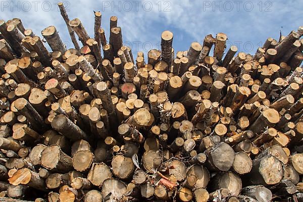 Pile of logs along a forest road