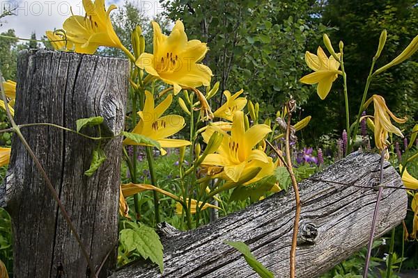 Hemerocallis. Daylilie flowers in a garden