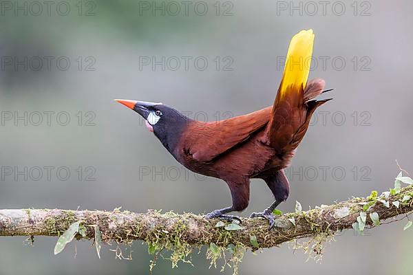 Montezuma Oropendola