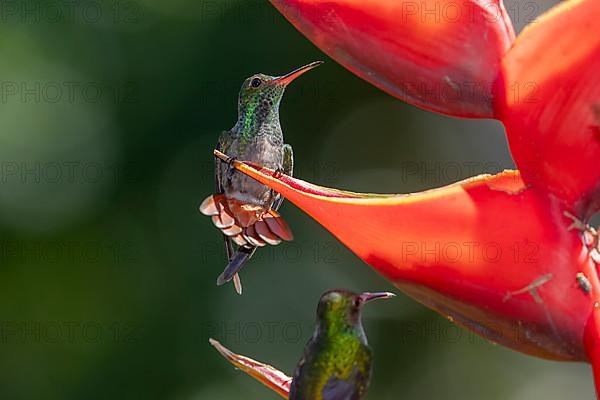 Rufous-tailed hummingbird