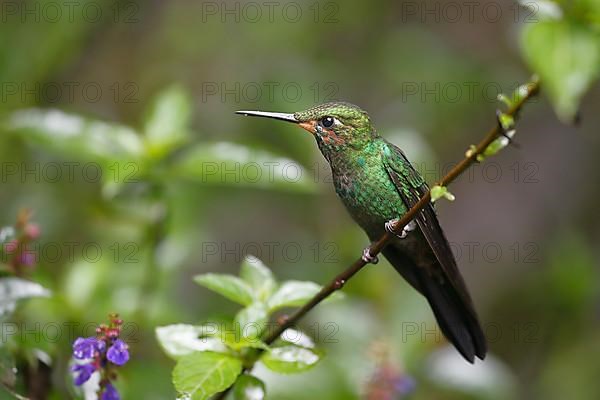 Green-crowned brilliant