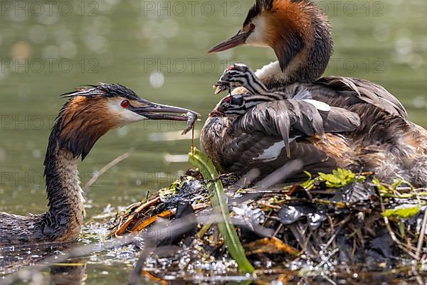 Great Crested Grebe