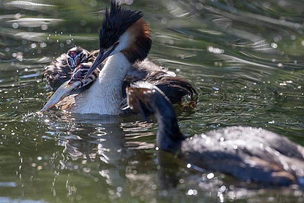 Great Crested Grebe