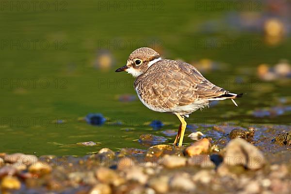 Little Ringed Plover