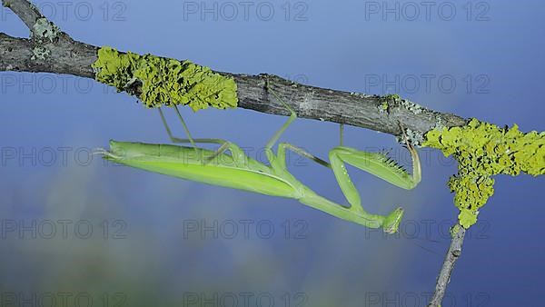 Closeup portrait of Green praying mantis hangs under tree branch on green grass and blue sky background. European mantis