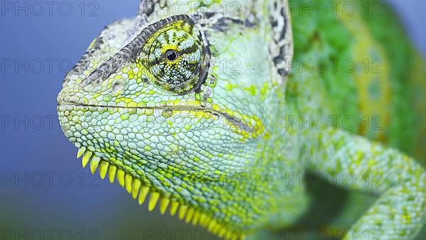 Adult green Veiled chameleon