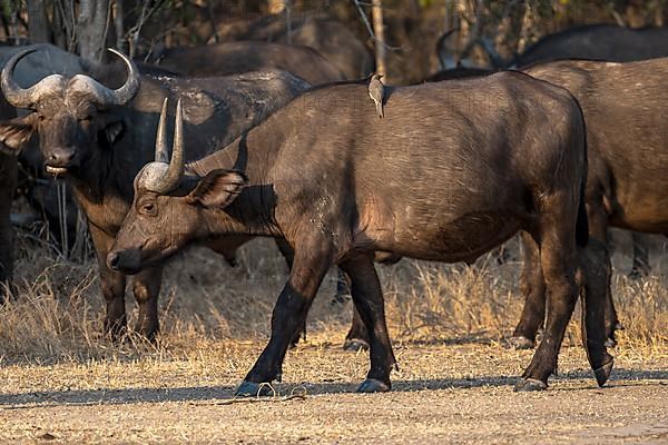 African buffalo