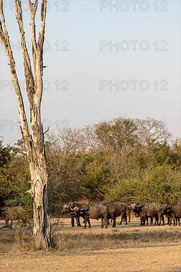 African buffalo