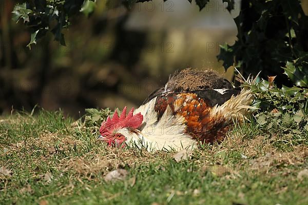 Domestic chicken