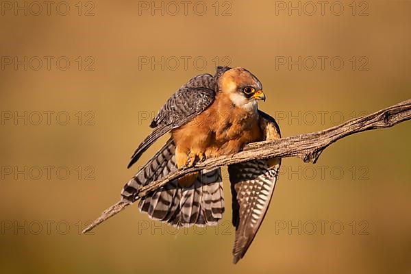 Red-footed Falcon