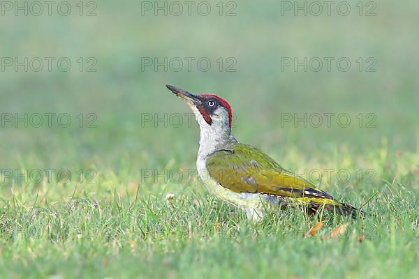 European green woodpecker