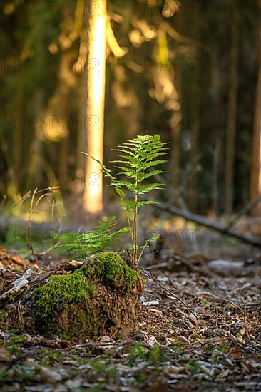 Fern in the evening light