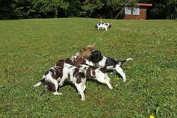 Hunting dog