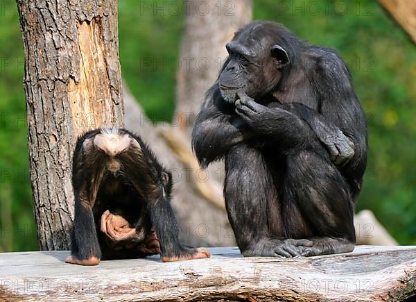 Western chimpanzee