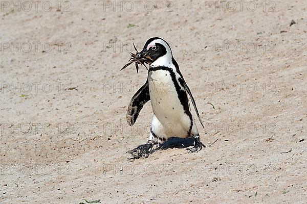 African penguin