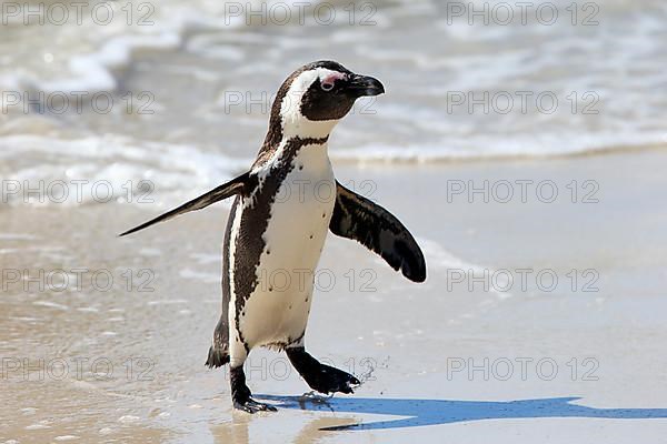 African penguin