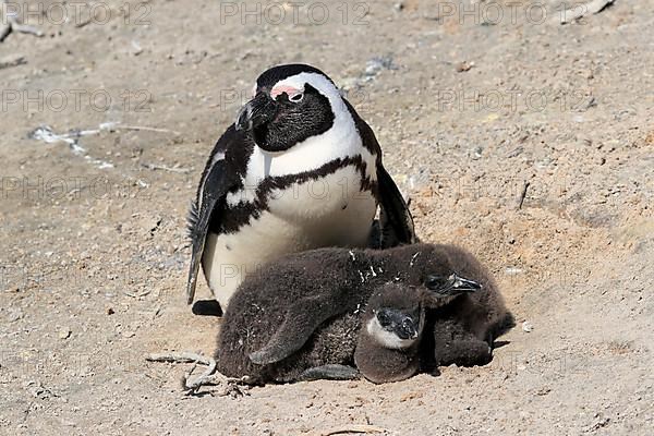 African penguin