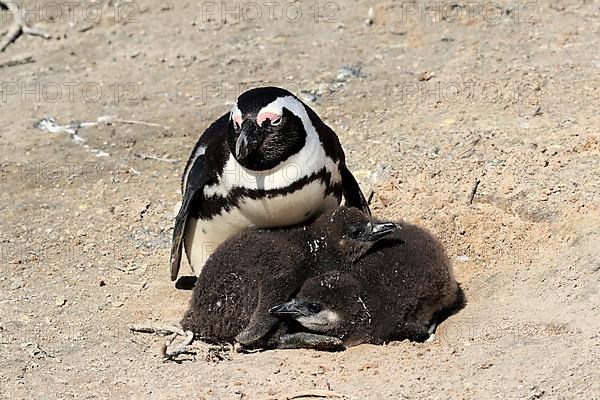 African penguin