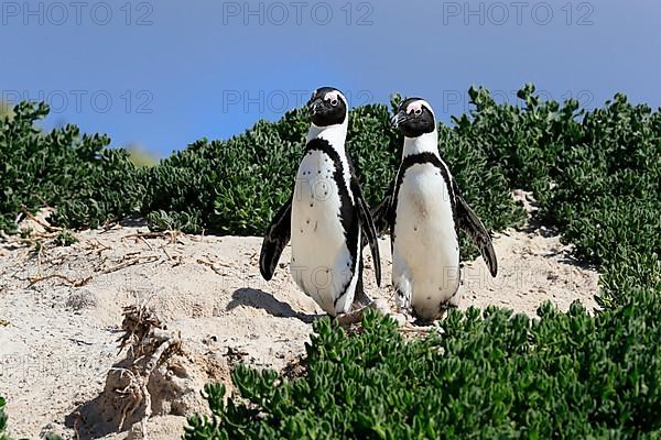 African penguin