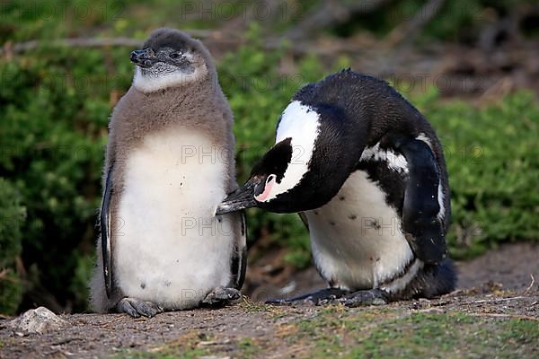 African penguin