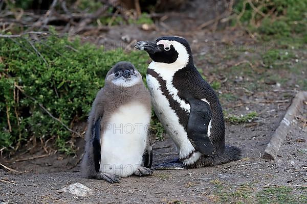 African penguin