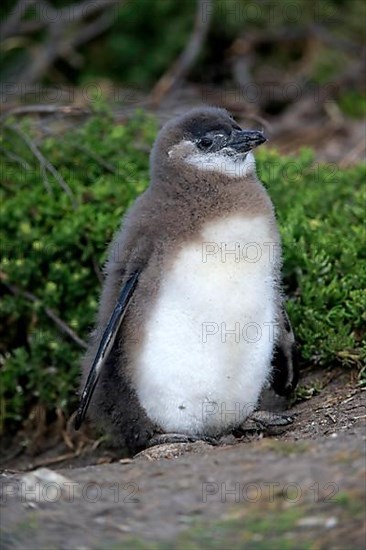 African penguin