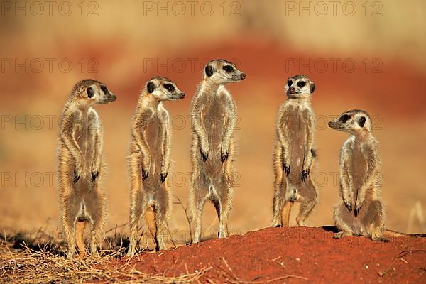 Meerkats