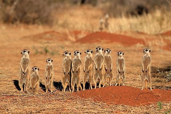 Meerkats