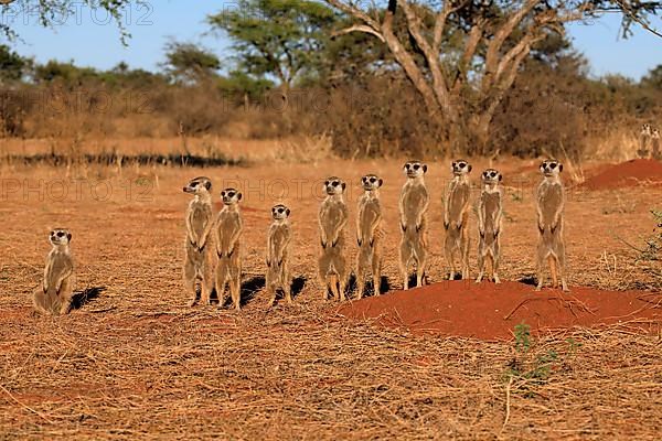 Meerkats