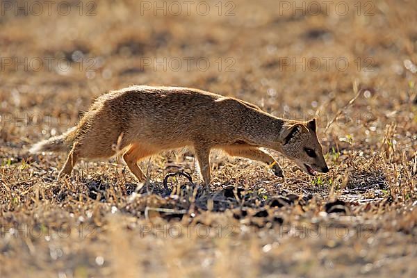 Yellow mongoose