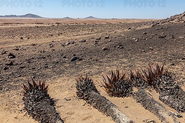 Aloe