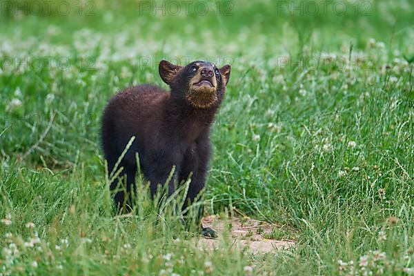 Black bear