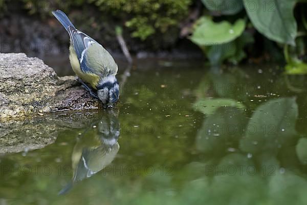 Blue tit